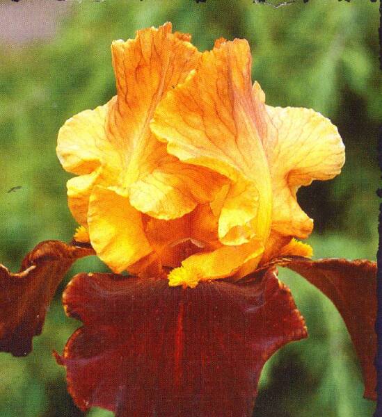 Iris Bearded