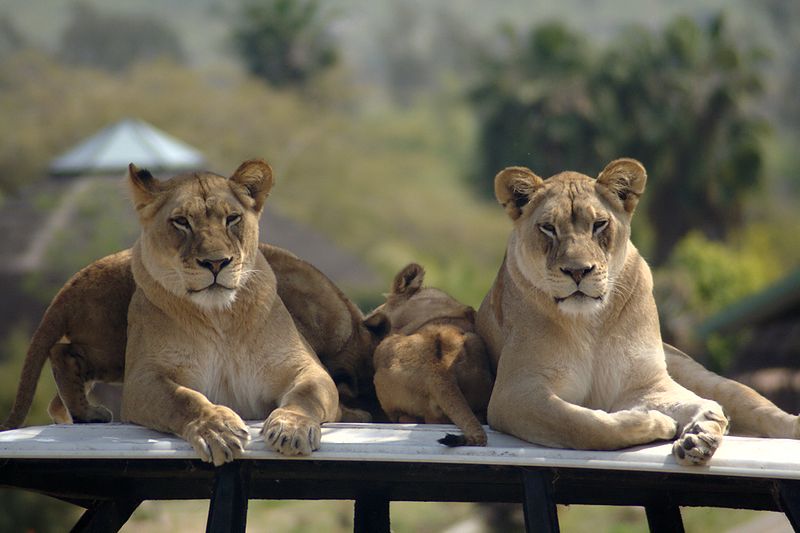 wild animals pictures lion. Wild-Animal-Park